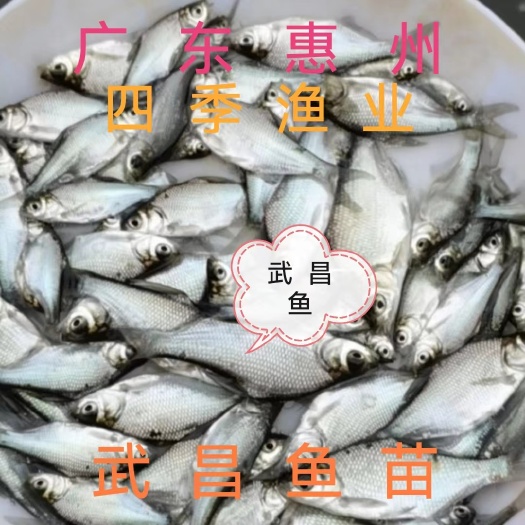 博罗县武昌鱼苗  武昌鱼、三角边鱼苗 品种优良技术支持！全国发货！