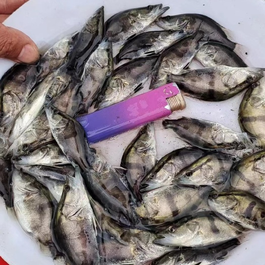 南宁鳜鱼苗 桂花鱼苗