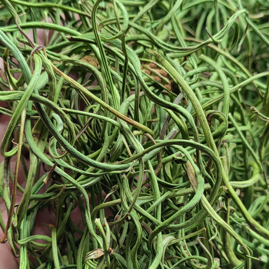 波密县西藏林芝化石草肾精茶 卷叶瓦韦 七星剑 产地一手货源