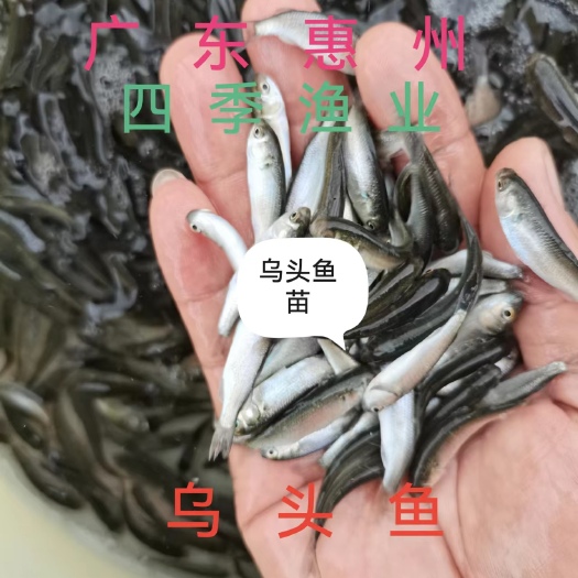博罗县乌头鱼苗  乌头 品种优良，技术支持，量大从优 全国发货！