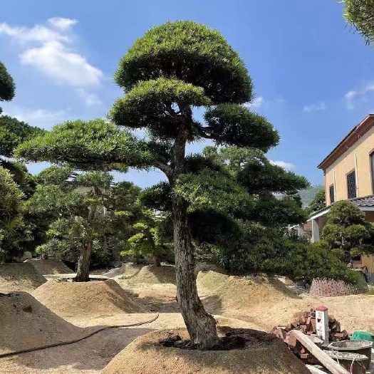 供应湖南造型罗汉松，精品罗汉松，造型黑松价格，矮桩造型罗汉松