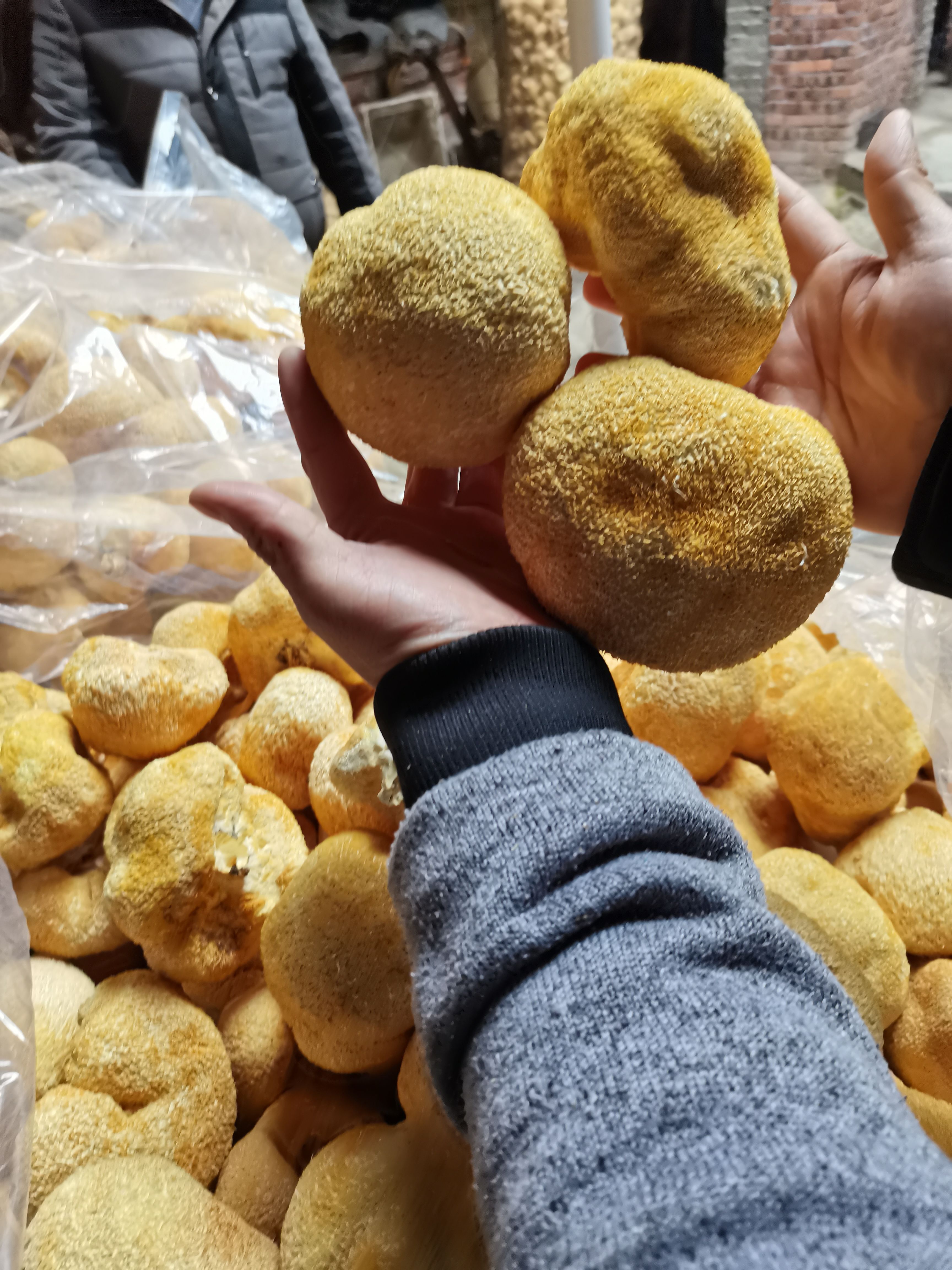 猴頭菇精品