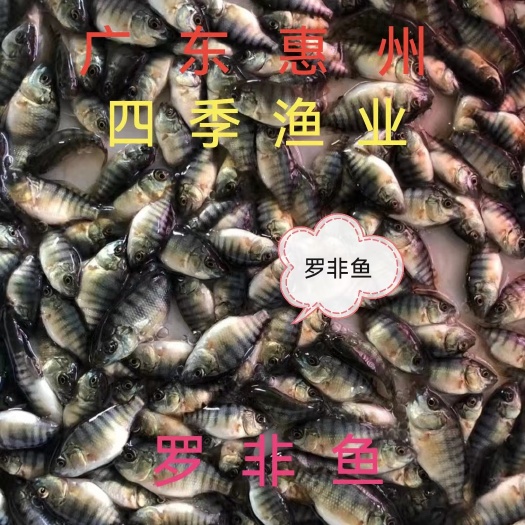 博罗县罗非鱼苗，脆罗非鱼苗，品种优良 技术支持！全国发货！