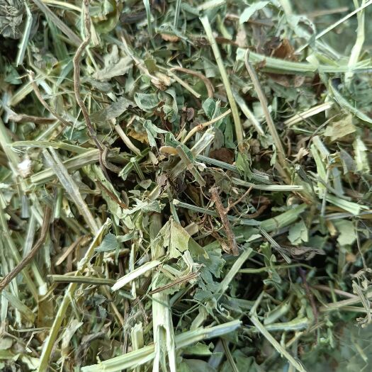 叶县新鲜牧草花生秧