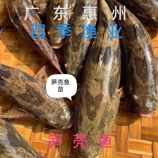 博罗县笋壳鱼苗，优良品种，量大从优！，技术支持  ！全国发货！