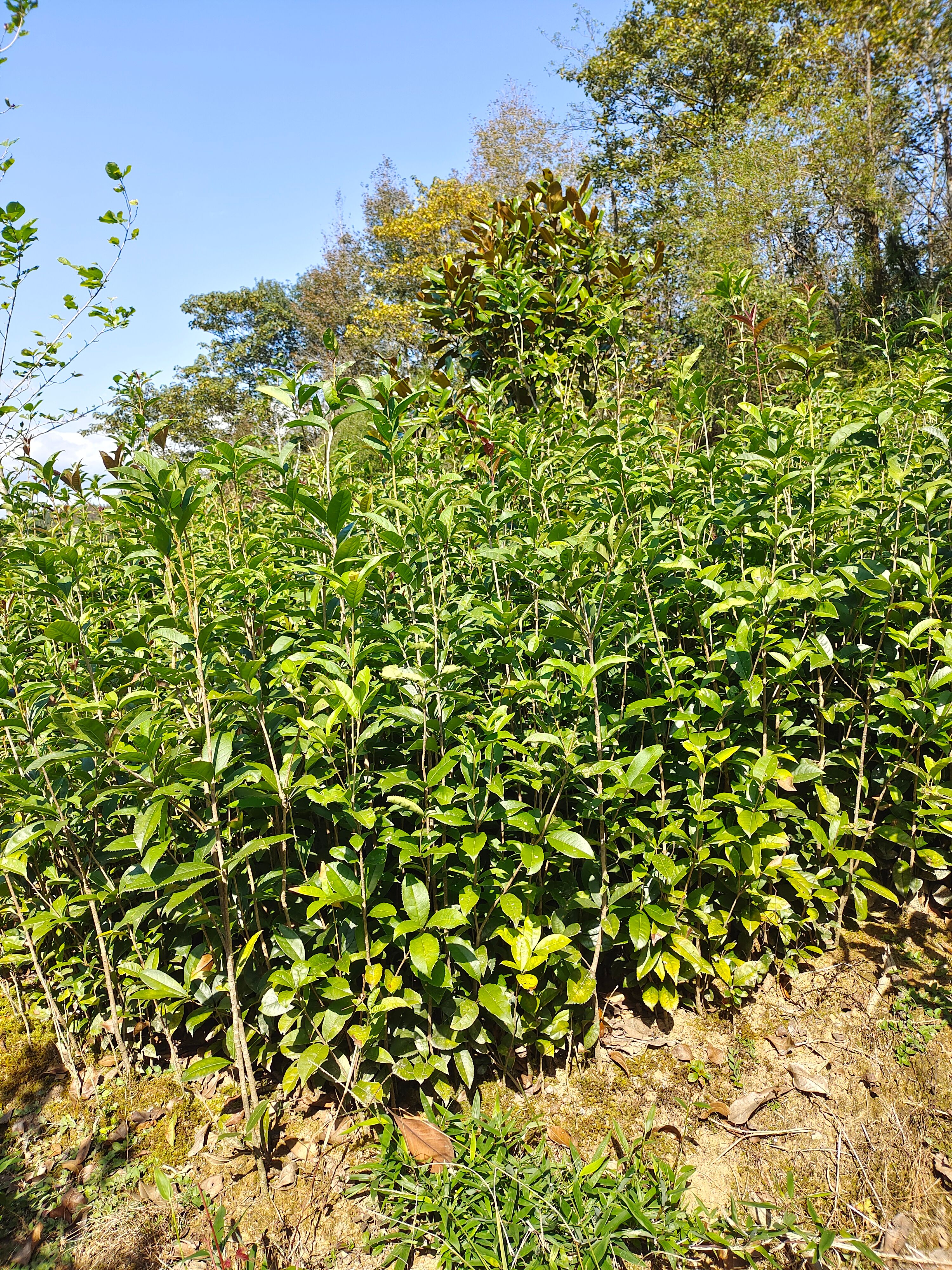 桂花树苗 桂花苗