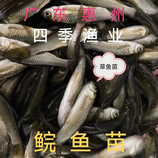 博罗县鲩鱼苗，草鱼苗，品种优良，量大从优！技术支持！全国发货！