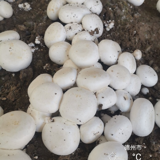 德州双孢菇菌种 双孢菇母种，原种，栽培种，出菇包。新的栽培技术和