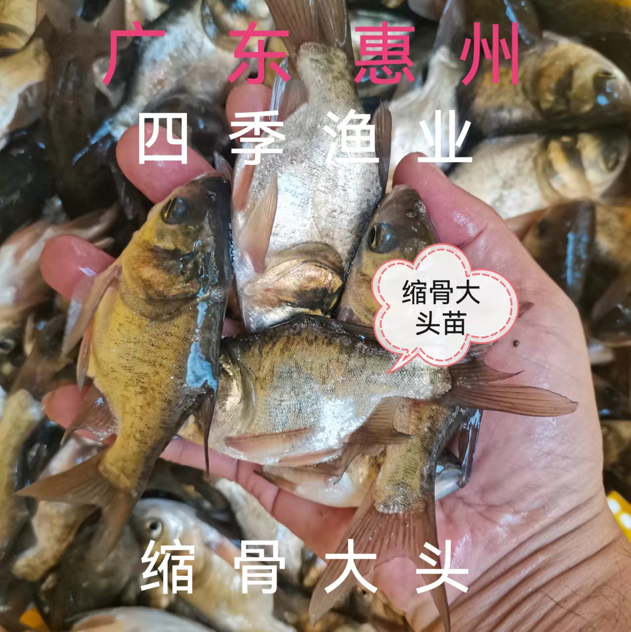 缩骨大头鱼苗，品种优良，技术支持！ 全国发货！