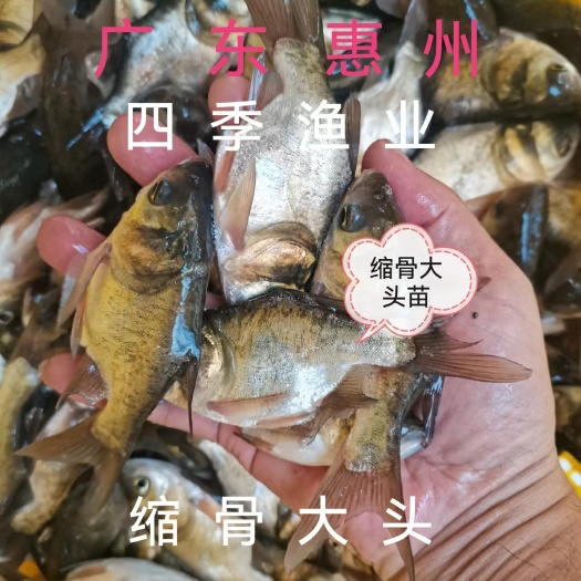 博罗县缩骨大头鱼苗，品种优良，技术支持！ 全国发货！