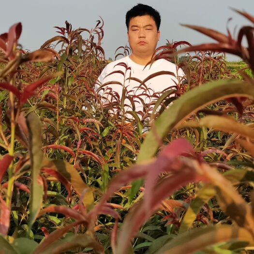 鄢陵县红叶碧桃