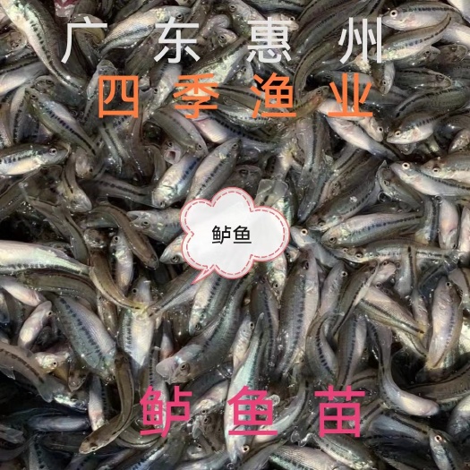 博罗县加州鲈鱼苗  品种优良 量大从优 技术支持  全国发货！