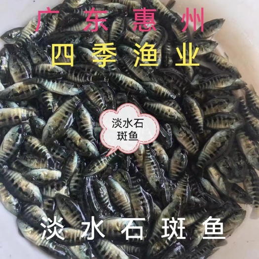 博罗县淡水石斑鱼苗，品种优良，量大从优！技术支持！全国发货！