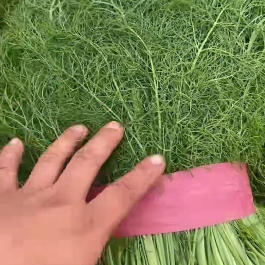 饶阳县霍香