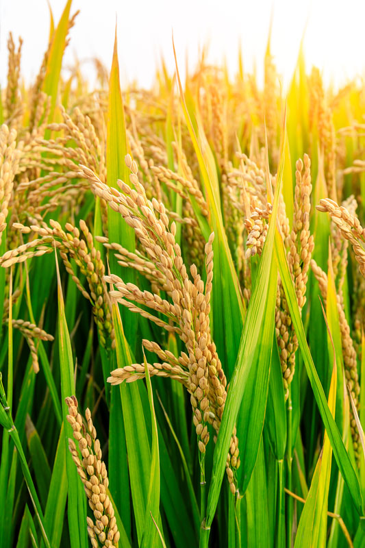 五常市源来水稻种植专业合作社