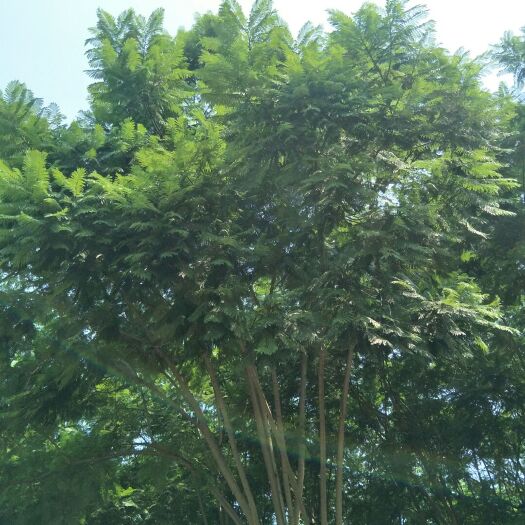 成都篮花楹