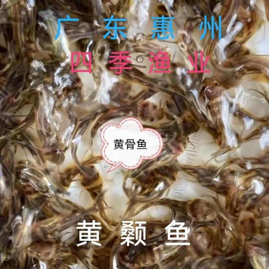 杂交黄颡鱼 水黄蜂  黄辣丁，品种优良！技术跟踪！全国发货！