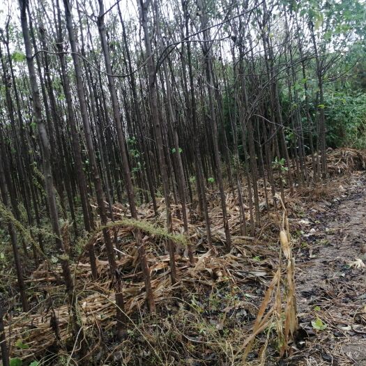 淮河楸树苗种植基地