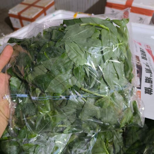 广州石槲苗