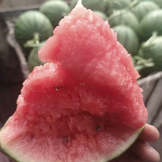 金昌明月小西瓜