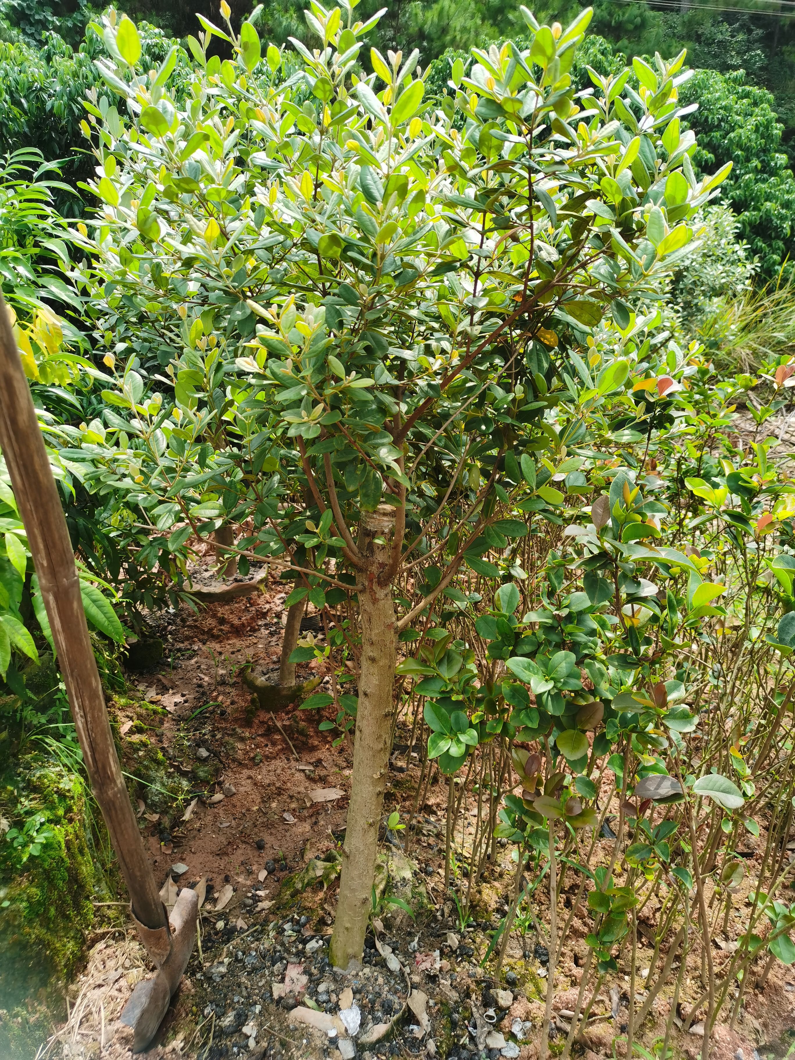 桃金娘苗 也叫捻子，苗子大小规格都有