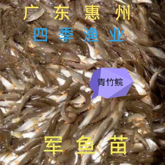 博罗县光倒刺鲃鱼苗  青竹鲩，石坚鱼，军鱼技术支持！全国发货！
