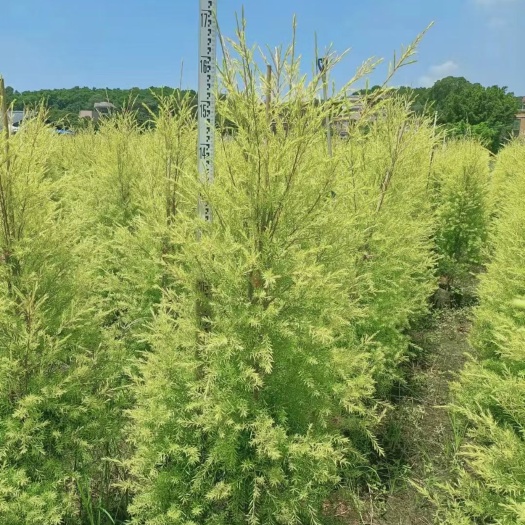 佛山黄金香柳1.5米-1.8米
