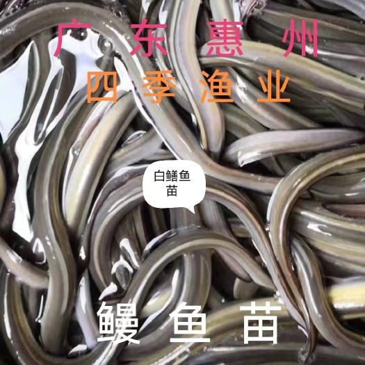 博罗县白鱔鱼苗，鳗鱼苗，品种优良，技术支持！全国发货！