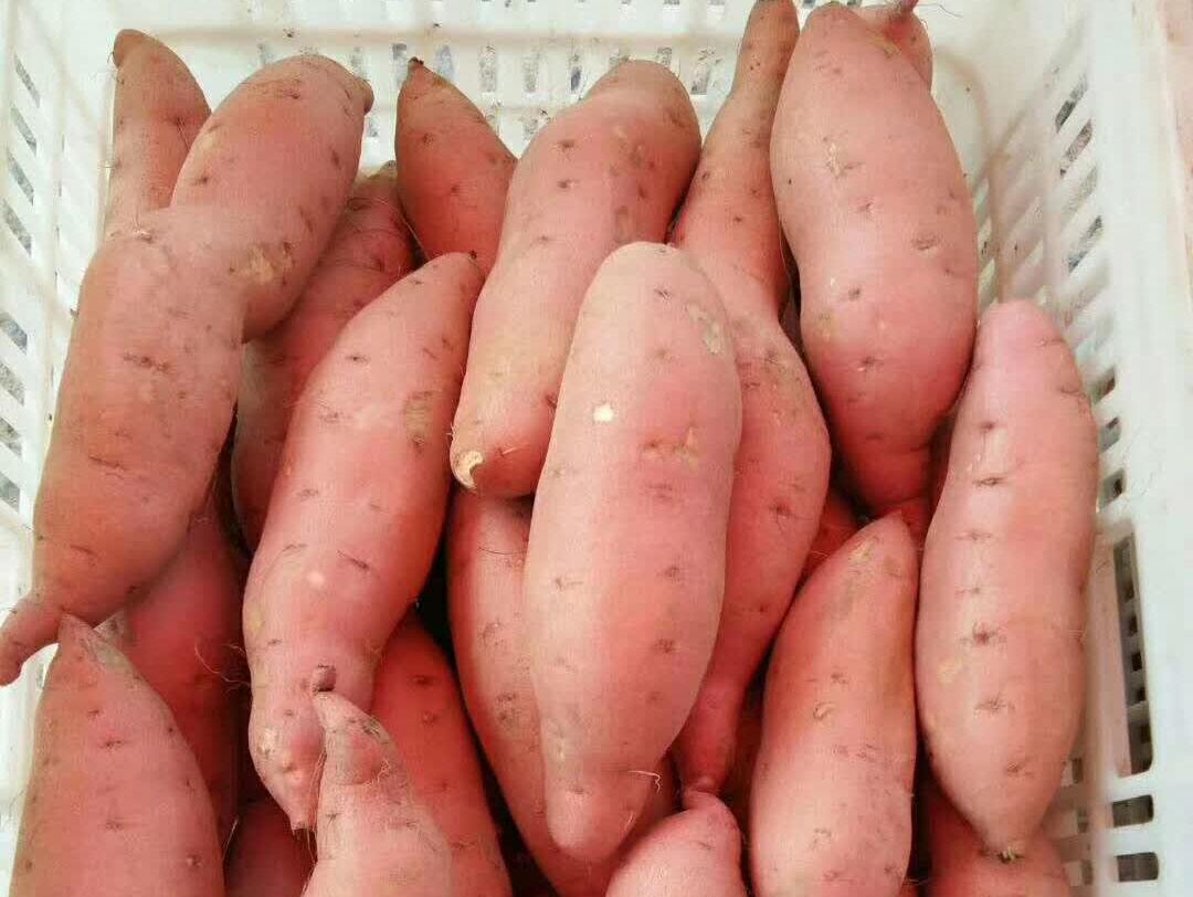 沂水县精品红薯烟薯25 西瓜红红薯 紫薯产地直销保质保量，货源充足