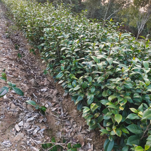 奉新县茶花小苗1-2年生