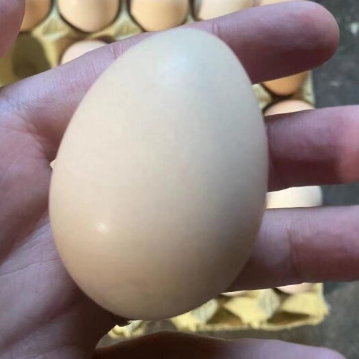 洛阳鸡蛋 照蛋 圆黄 散黄