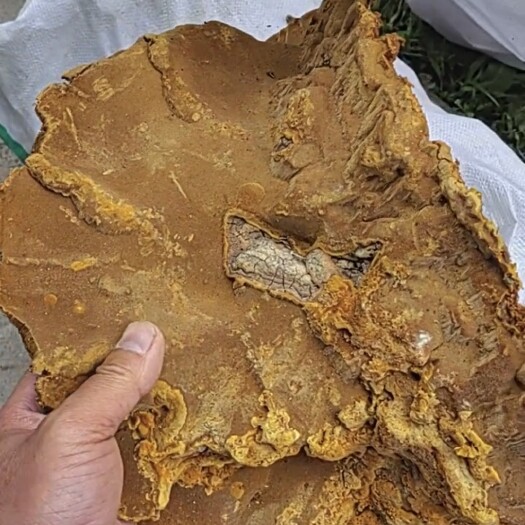 松针层孔菌 西藏松树黄 非桑树桑黄 产地西藏直发 一件代发