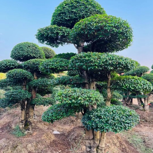 供应小叶女贞造型桩，湖南造型小叶女贞，榆树造型，精品榆树造型