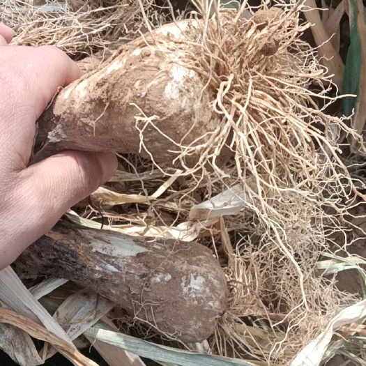 阳原县疙瘩葱，大头葱，三千吨左右