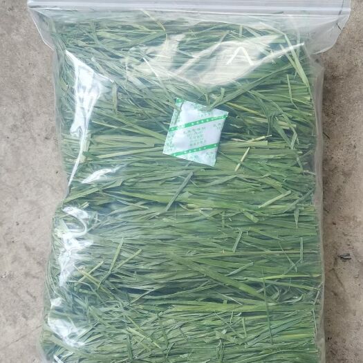 2023 年优质北提  提摩西草 猫尾草晒干 烘干宠物牧草