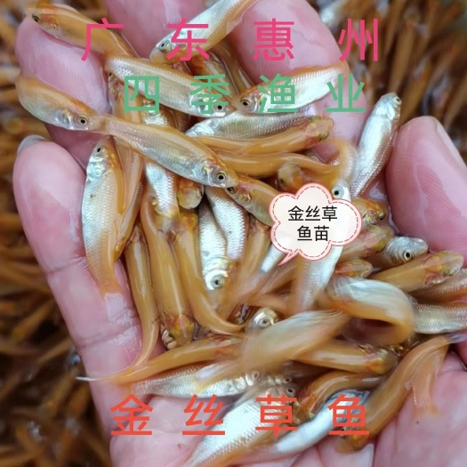 博罗县俄罗斯金丝鲩鱼苗  金丝鲩鱼苗 品种优良，技术支持，全国发货