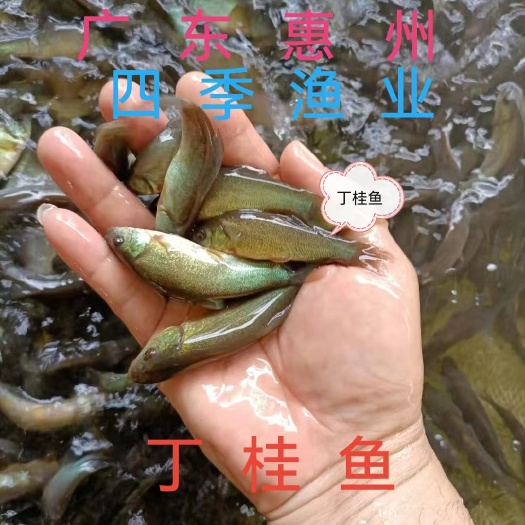 博罗县丁桂鱼苗，品种优良 量大从优，技术支持，全国发货！