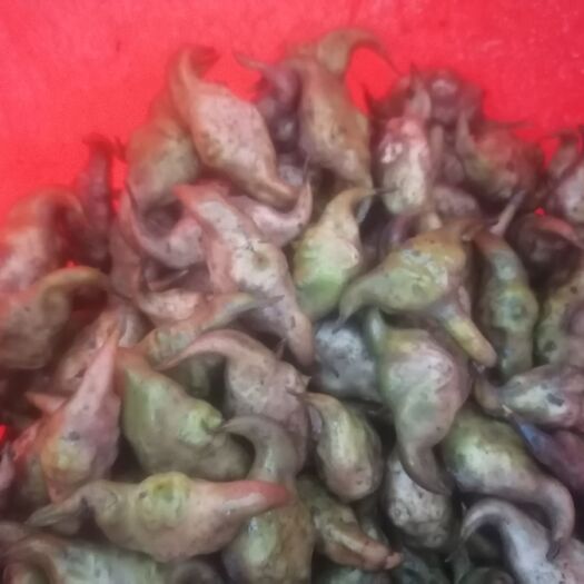 海丰县新鲜菱角，肉多新鲜，价格优惠