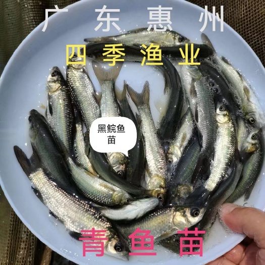 博罗县黑鲩鱼苗，青鱼苗，品种优良，技术支持！全国发货！