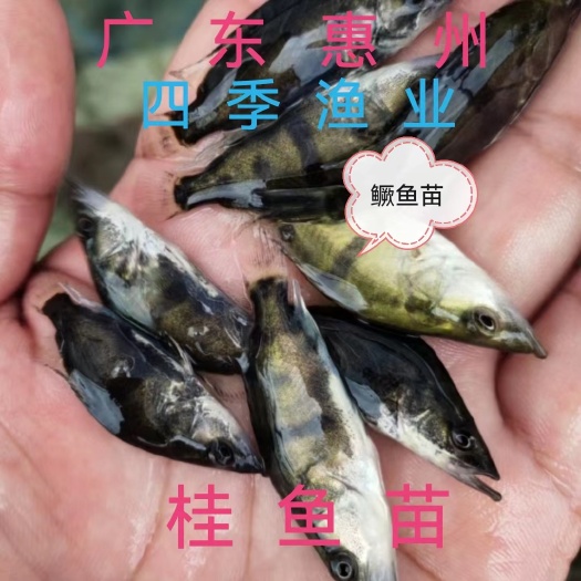 博罗县鳜鱼苗，桂花鱼苗，翘嘴鳜鱼苗 品种优良技术跟踪！全国发货！