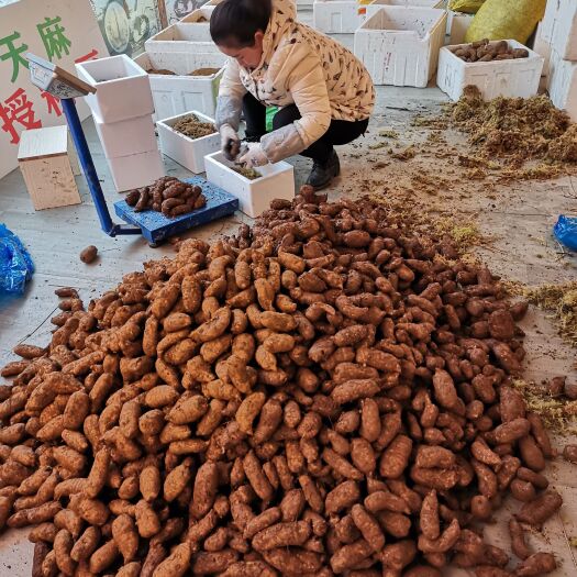 雷山县三级鲜天麻
