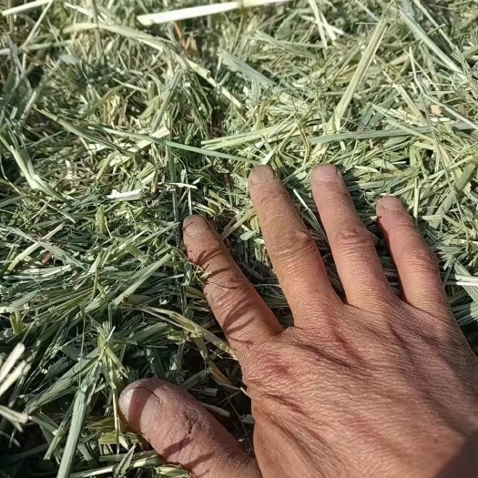 霍林郭勒燕麦草