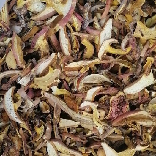 威宁县牛肝菌