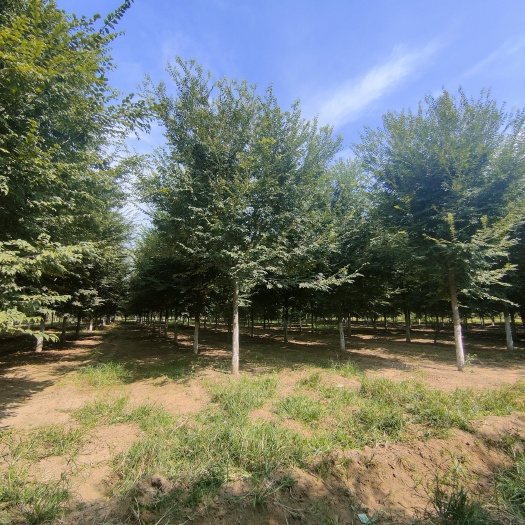 济宁榉树，分枝点2.6-2.8米，15-16公分