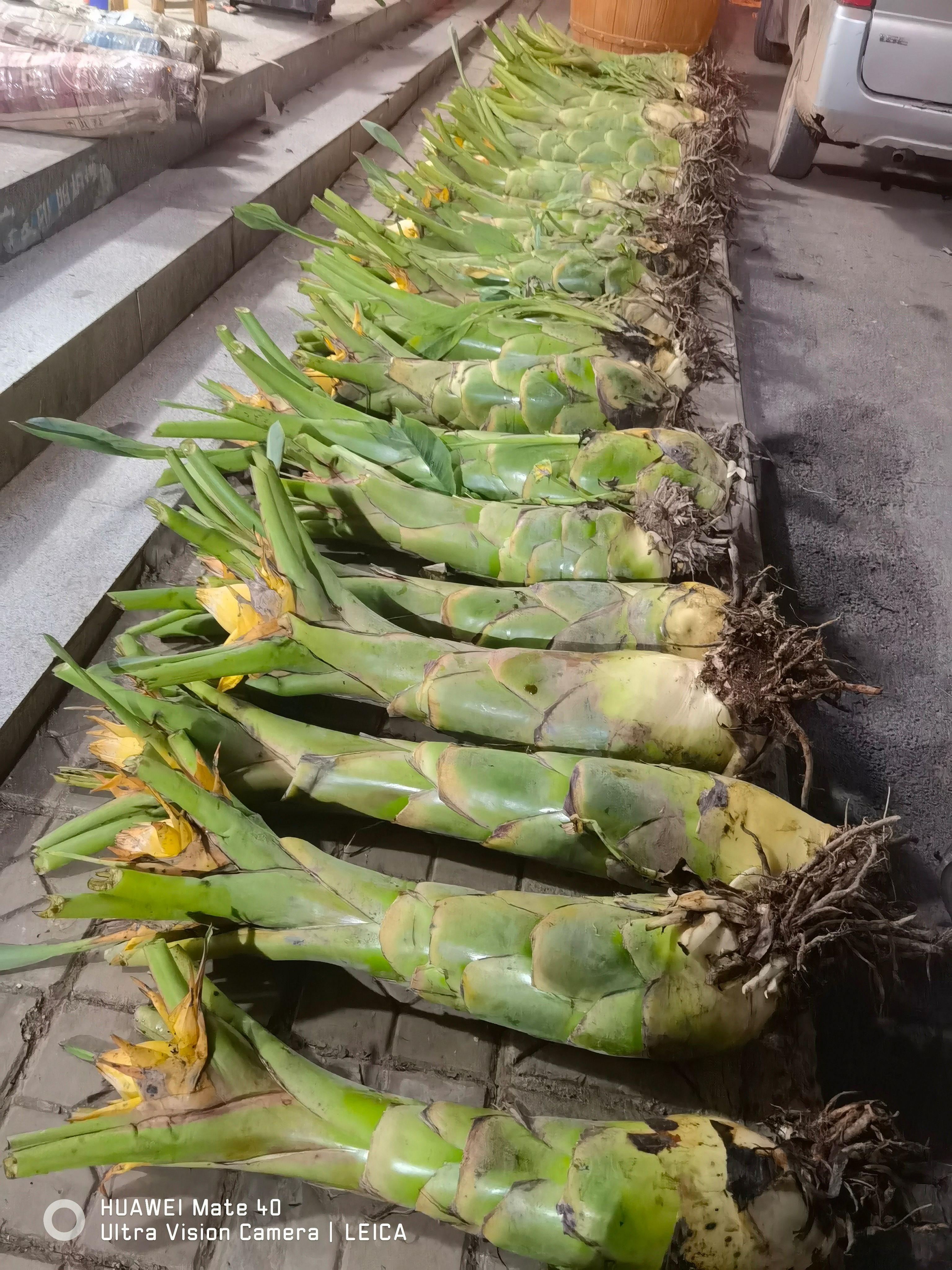 云南地涌金莲绿植千瓣莲花佛教圣花养不死大型盆栽地莲花懒人花苗