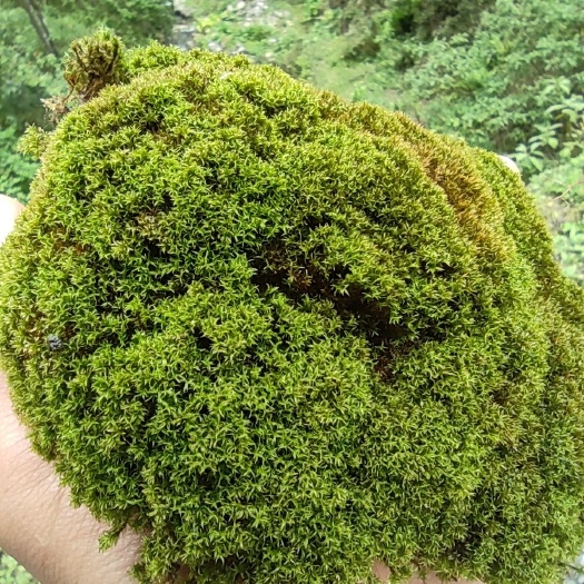 峨边县朵朵苔藓