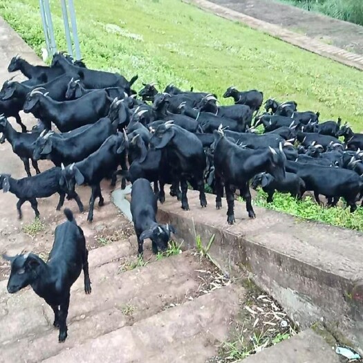 重庆市重庆黑山羊、种羊、羊肉、烤羊