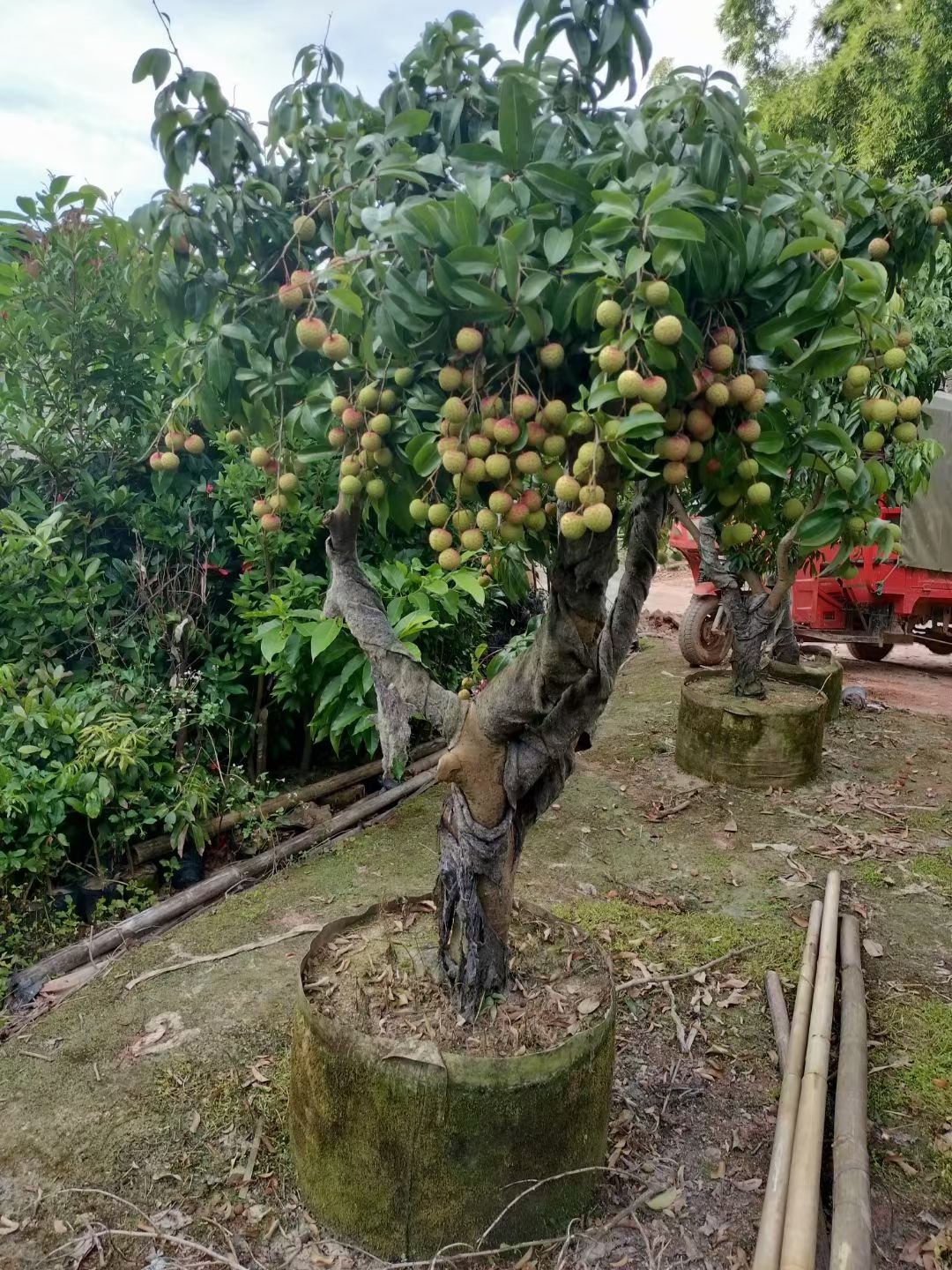 高压圈荔枝苗树桩特大果树苗无核桂味带土带叶南方种植当年结果