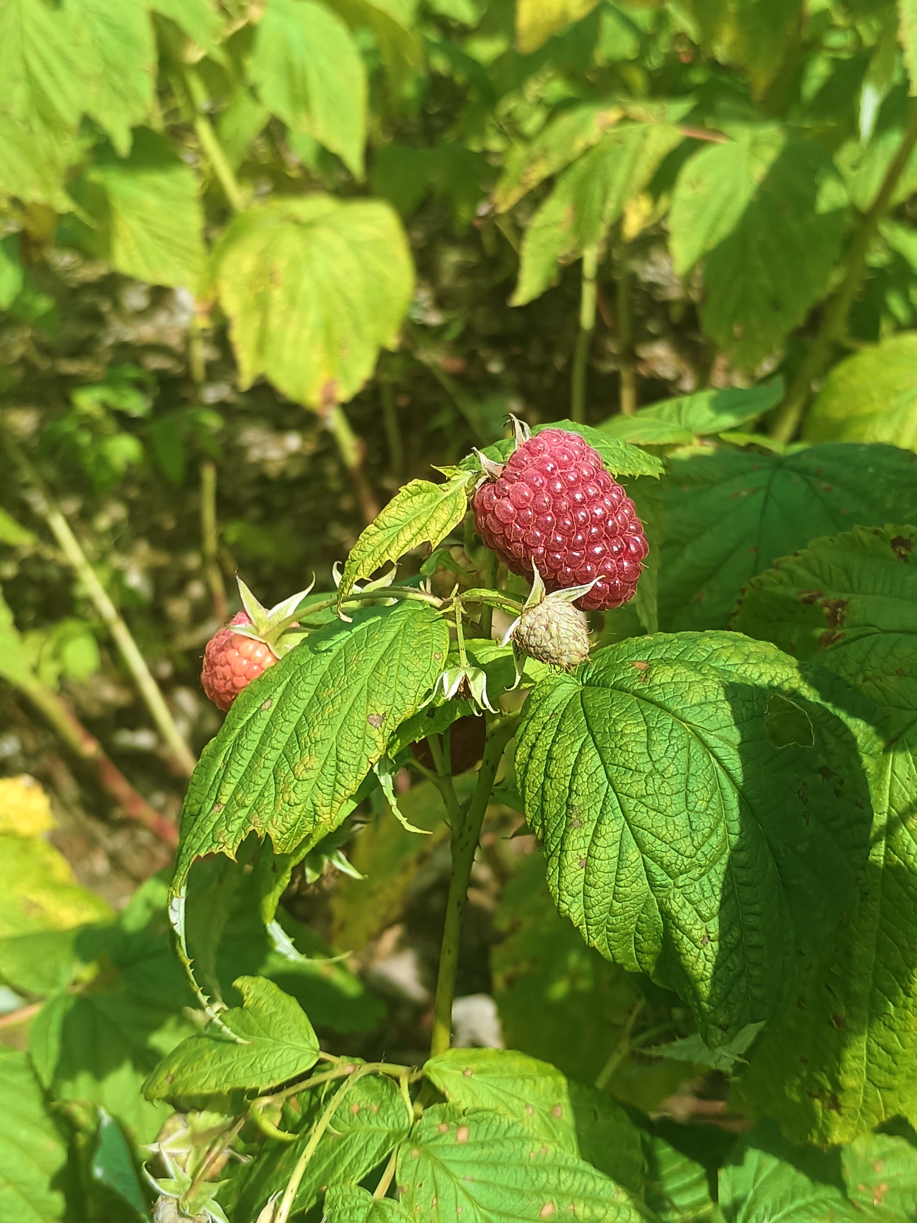 当年就可以结果双季树莓苗新品种懂的来