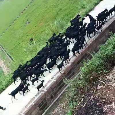 重庆市重庆黑山羊
